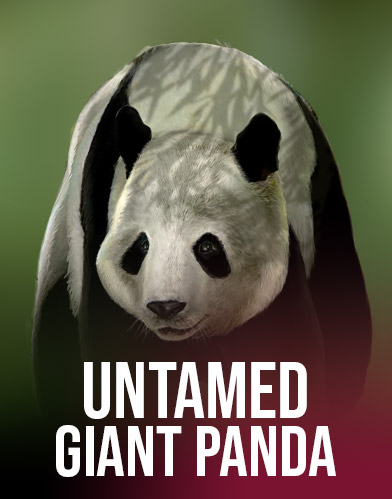 Untamed - Giant Panda