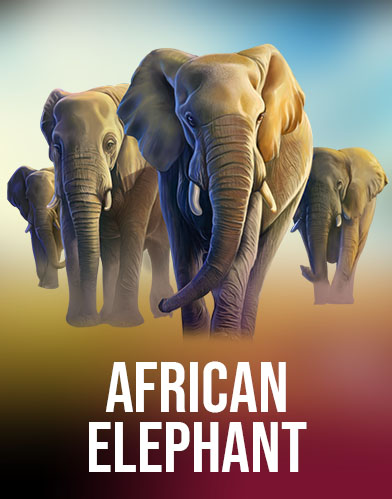 African Elephant